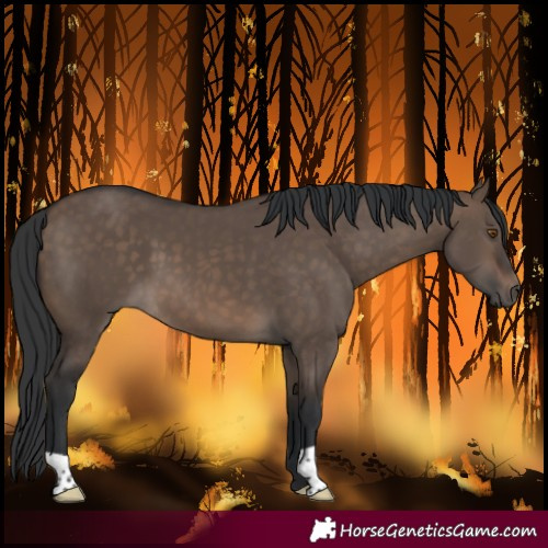 Horse Color:Brown Dun