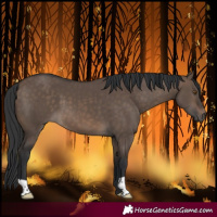 Horse Color:Brown Dun 