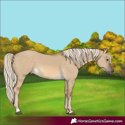 Horse Color:Chocolate Palomino Dun