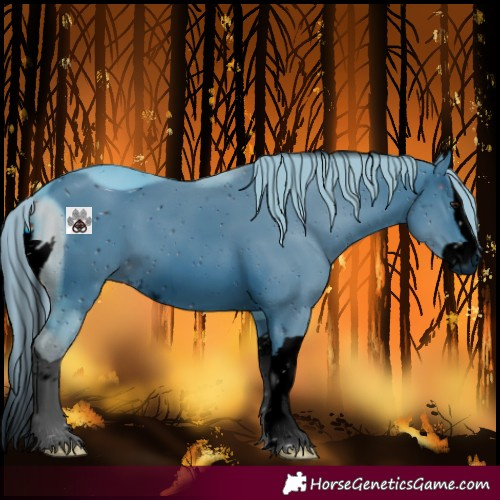 Horse Color:ERROR: UNKNOWN ANOMALY