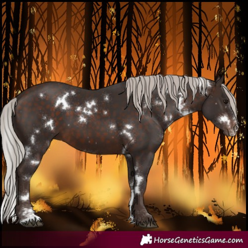 Horse Color:White Spotted Silver Brown Sabino 