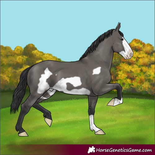 Horse Color:Grullo Frame