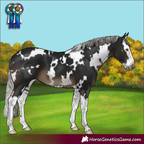 Horse Color:Gray White Spotted Silver Brown Mushroom Splash