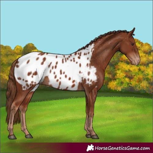 Horse Color:Chestnut Appaloosa 