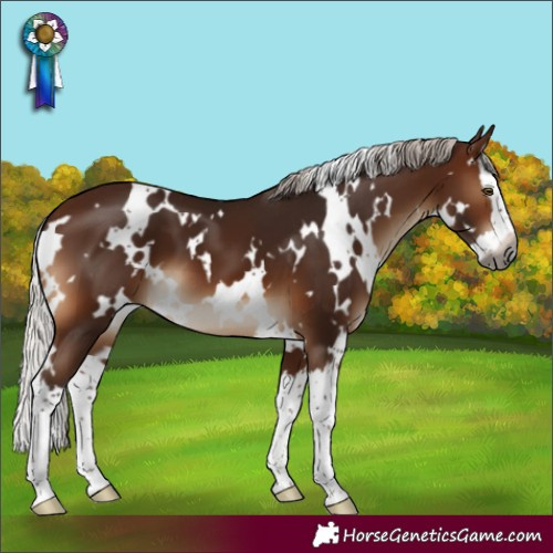Horse Color:Gray White Spotted Silver Bay Mushroom Splash 