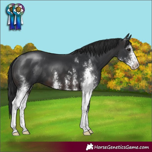 Horse Color:Brown Sabino