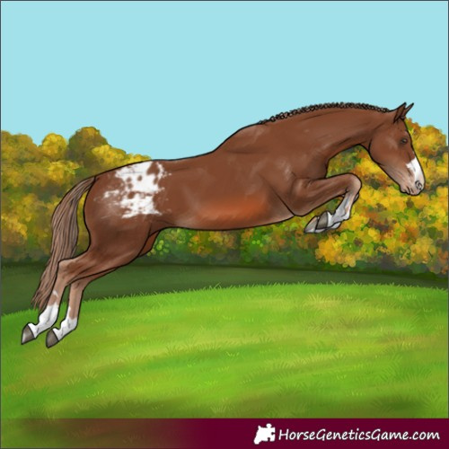 Horse Color:Chestnut Appaloosa