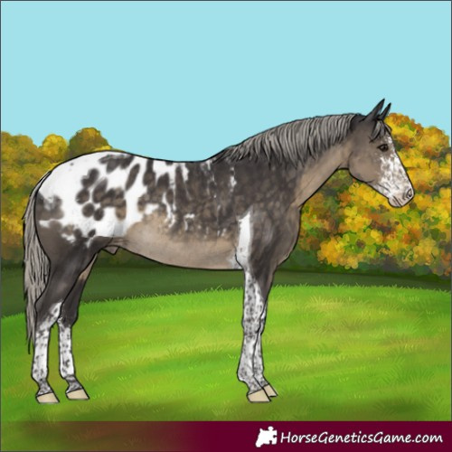 Horse Color:Silver Smoky Black Sabino Tobiano Blanket Rabicano 