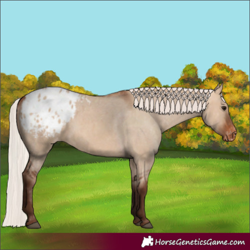 Horse Color:Silver Brown Dun Blanket
