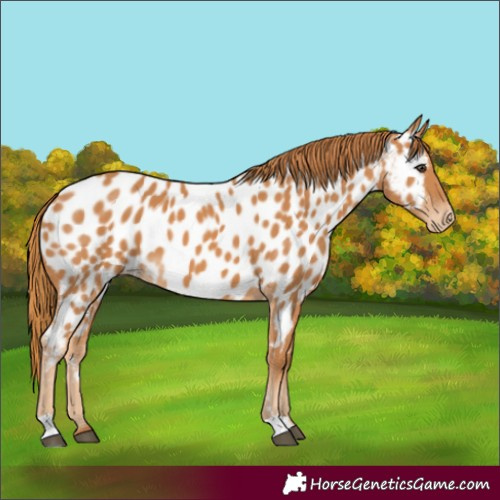 Horse Color:Chestnut Appaloosa