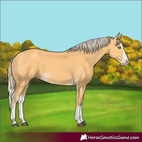 Horse Color:Palomino Splash
