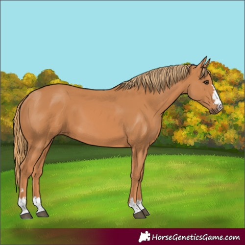 Horse Color:Chestnut 