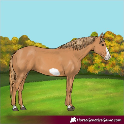 Horse Color:Chestnut Frame