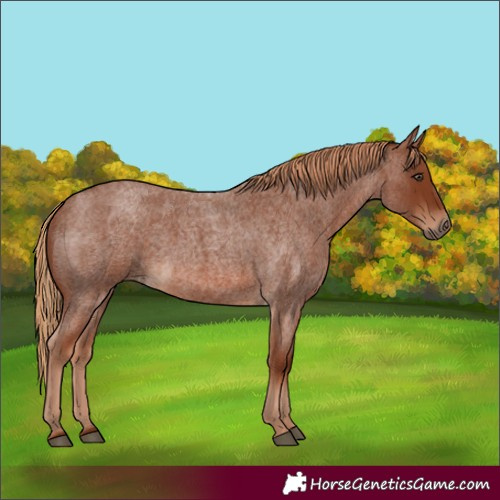 Horse Color:Red Roan 