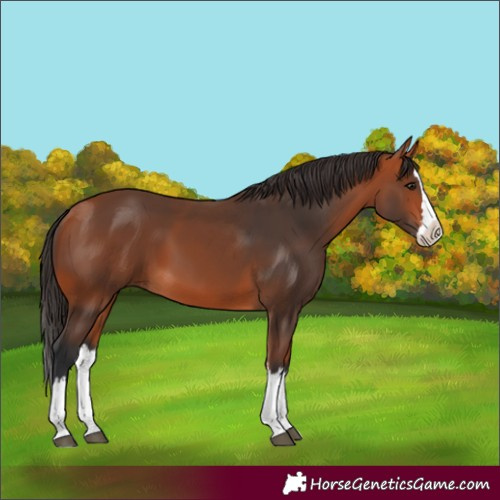 Horse Color:Bay Splash