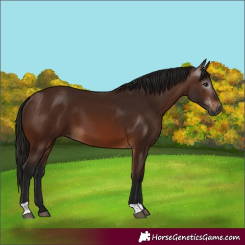 Horse Color:Gray Bay 