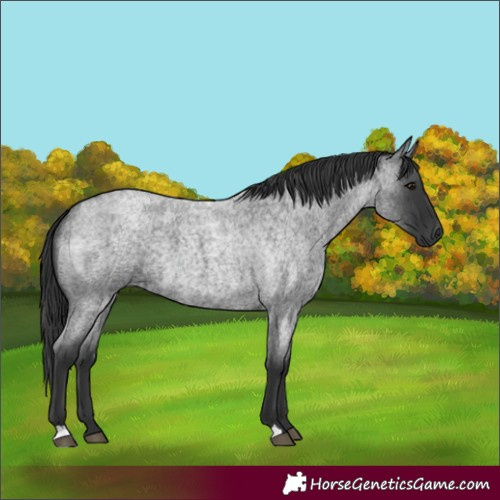 Horse Color:Blue Roan