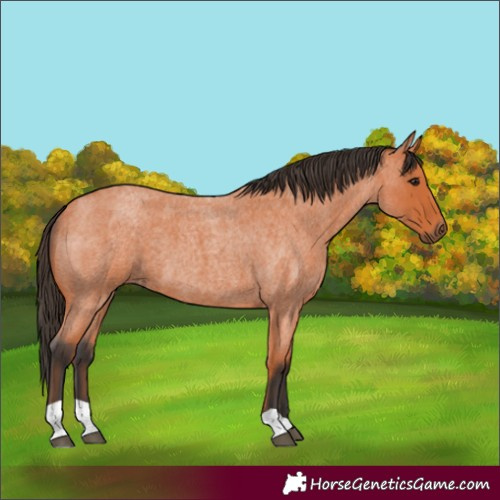 Horse Color:Bay Roan