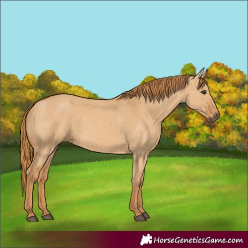 Horse Color:Red Dun 