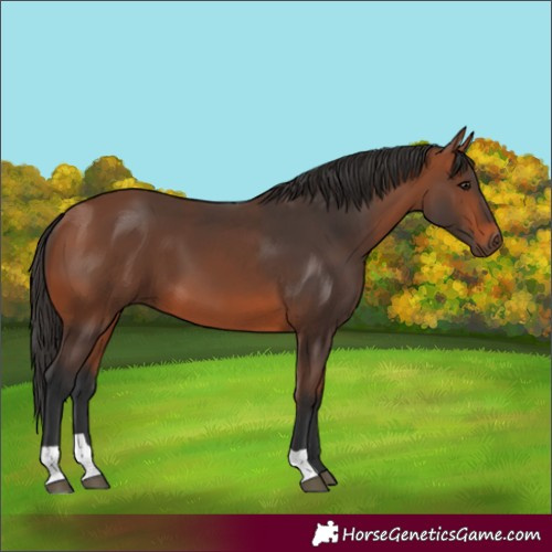 Horse Color:Bay 
