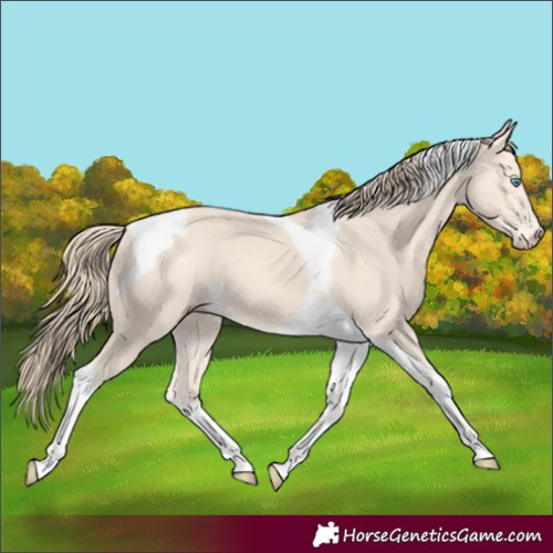 Horse Color:Perlino Tobiano