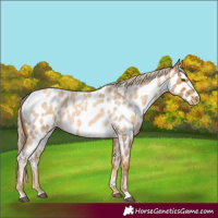Horse Color:Palomino Roan Near Leopard 
