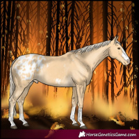 Horse Color:Palomino Blanket