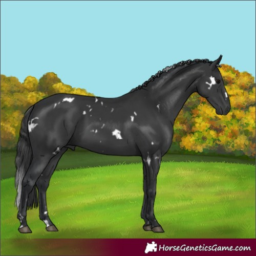 Horse Color:White Spotted Black
