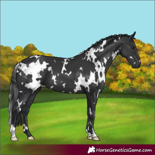 Horse Color:White Spotted Black