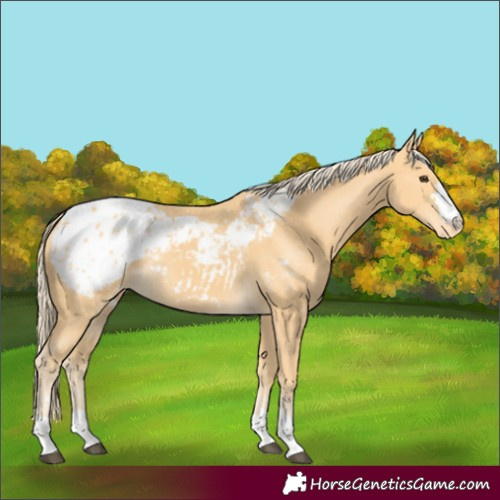 Horse Color:Palomino Appaloosa