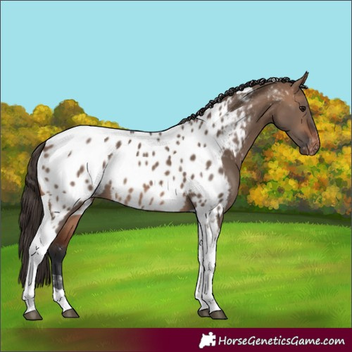 Horse Color:Bay Dun Tobiano Appaloosa