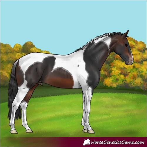 Horse Color:Brown Tobiano Appaloosa