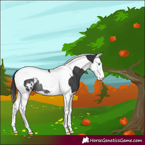 Horse Color:Black Splash Tobiano Appaloosa Rabicano