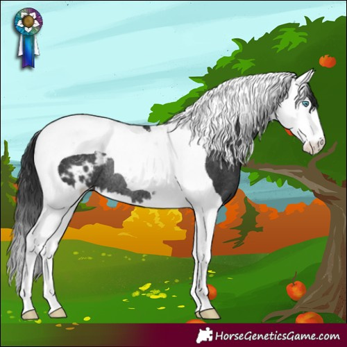 Horse Color:Black Splash Tobiano Blanket Rabicano