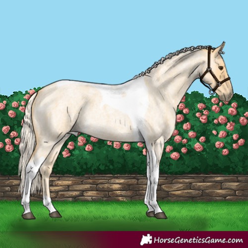 Horse Color:Palomino Roan Tobiano