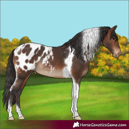 Horse Color:Brown Tobiano Appaloosa Rabicano 