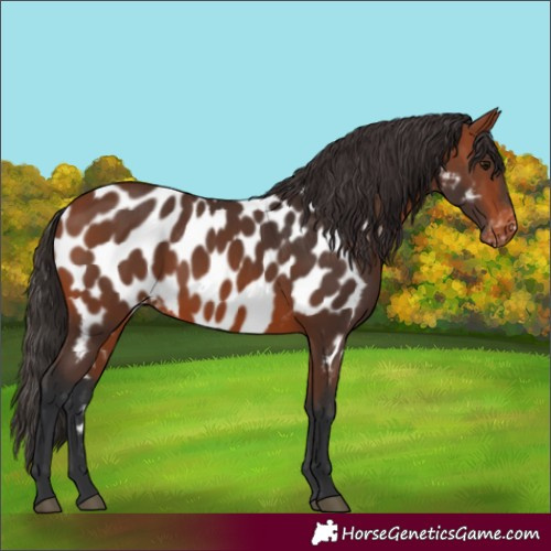 Horse Color:Bay Near Leopard Rabicano