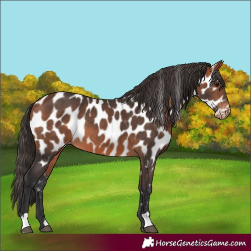 Horse Color:Bay Near Leopard