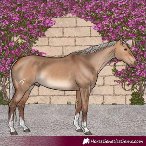 Horse Color:White Spotted Silver Bay Dun 