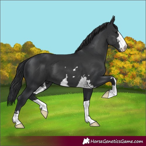 Horse Color:Black 