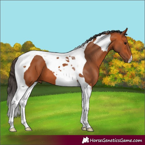 Horse Color:Bay Tobiano
