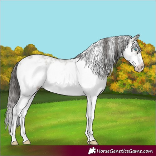 Horse Color:Classic Cream Champagne Sabino Frame 