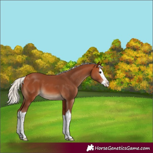 Horse Color:Unknown 