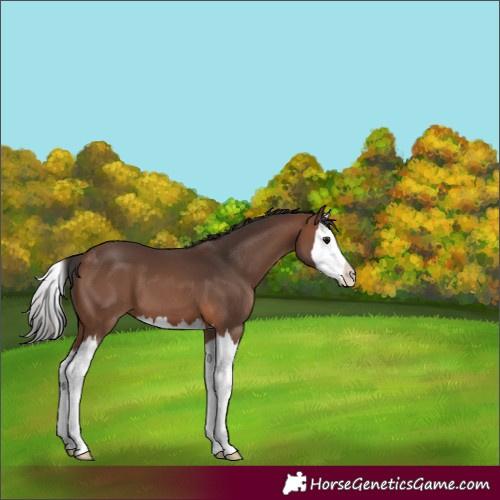 Horse Color:Brown Splash