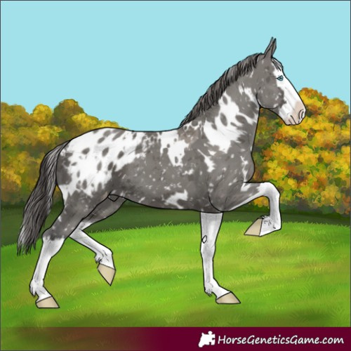 Horse Color:White Spotted Grullo Merle Splash Appaloosa 