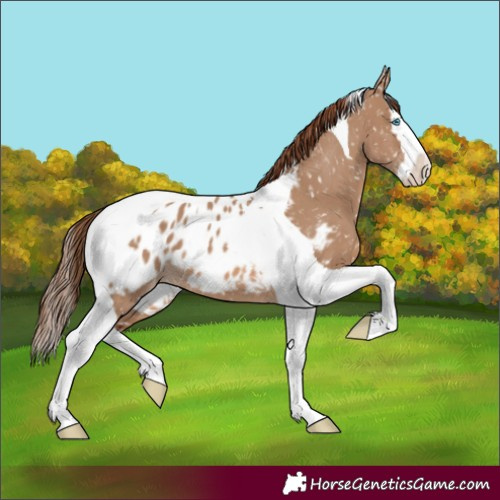 Horse Color:Red Dun Splash Tobiano Appaloosa