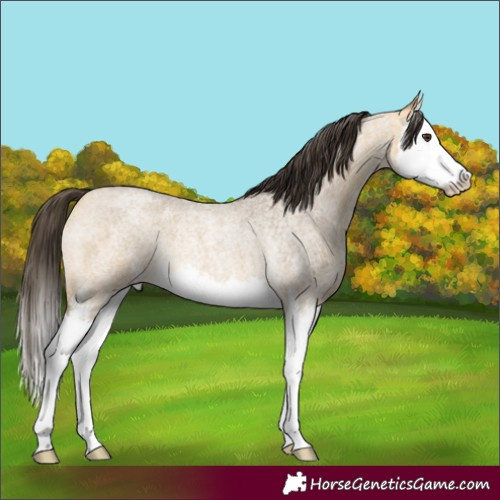 Horse Color:Buckskin Roan Dun Sabino Splash Rabicano 