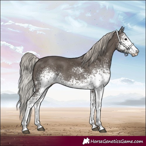 Horse Color:White Spotted Silver Black Appaloosa