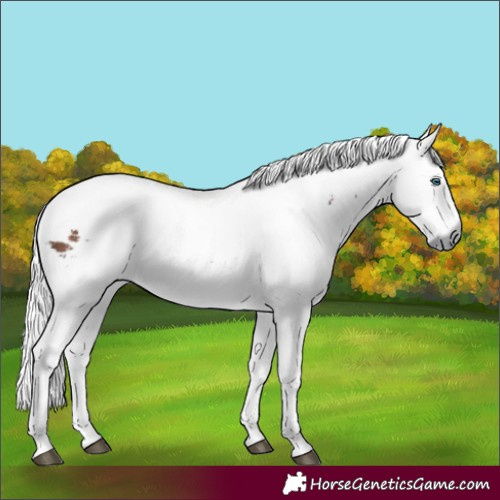 Horse Color:White Spotted Brown Harlequin Merle Tobiano