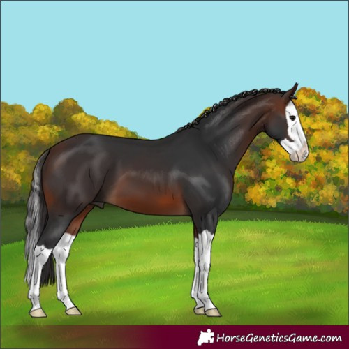 Horse Color:Brown Splash 